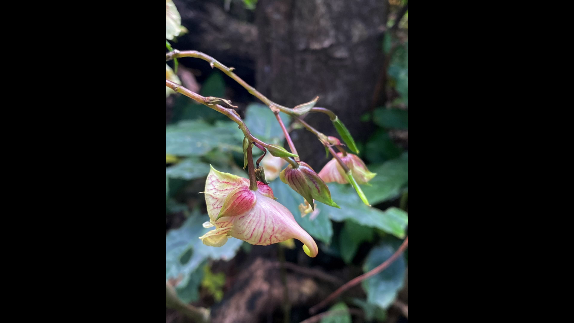 นักพฤกษศาสตร์ไทยพบ “พืชสกุลเทียน” 20 ชนิดและ 1 สายพันธุ์ใหม่ของโลก นักพฤกษศาสตร์ไทยพบ “พืชสกุลเทียน” 20 ชนิดและ 1 สายพันธุ์ใหม่ของโลก