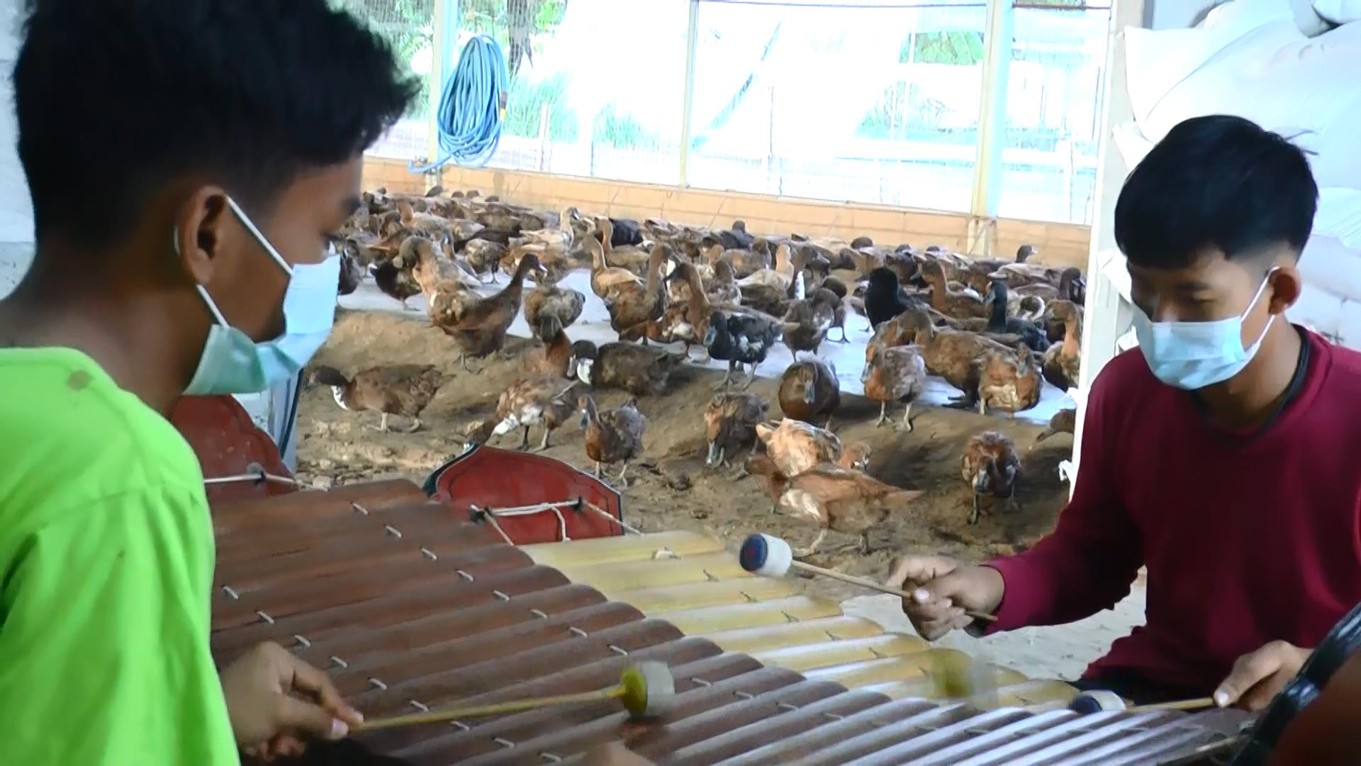 เรื่องราวดีๆ! ครูสอนดนตรีไทย ในฟาร์มเป็ด สร้างรายได้เสริมให้เด็กยุคโควิด เรื่องราวดีๆ! ครูสอนดนตรีไทย ในฟาร์มเป็ด สร้างรายได้เสริมให้เด็กยุคโควิด