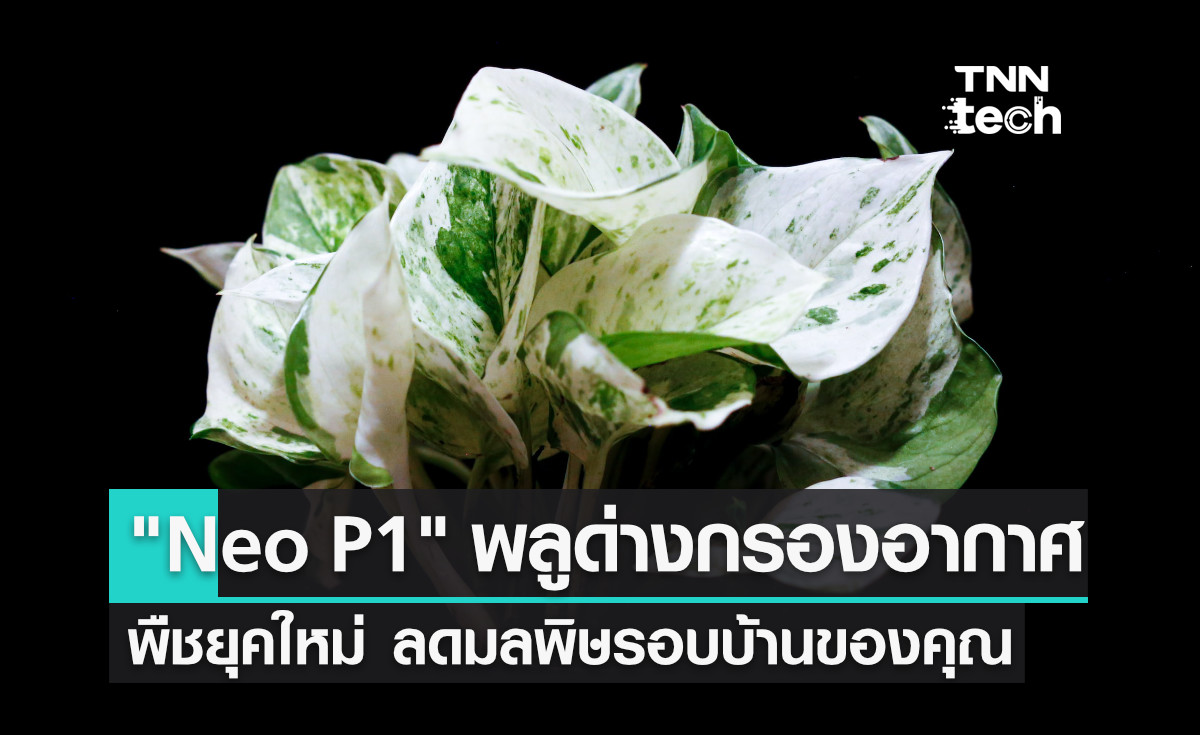 "พลูด่างกรองอากาศ" ช่วยกรองสารพิษรอบบ้านของคุณ ประสิทธิภาพดีกว่าเครื่องกรองอากาศถึง 30 เท่า