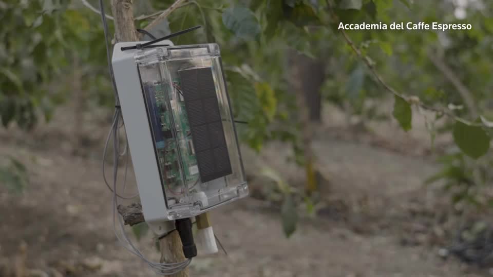 แทนซาเนียติดตั้งเครื่องตรวจสุขภาพต้นกาแฟรับมือโลกร้อน