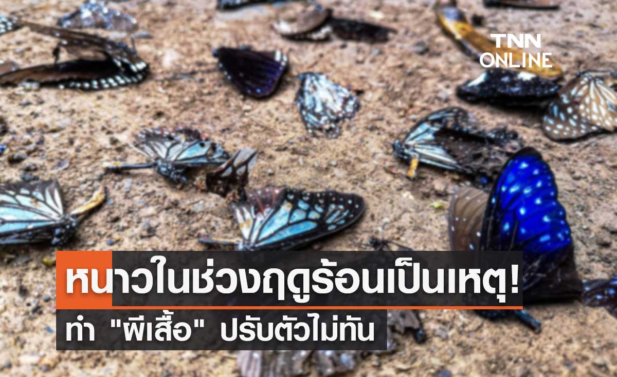 อุณหภูมิลดลงเร็ว! ทำ "ผีเสื้อ" ในเขตทุ่งใหญ่นเรศวรฯปรับตัวไม่ทัน