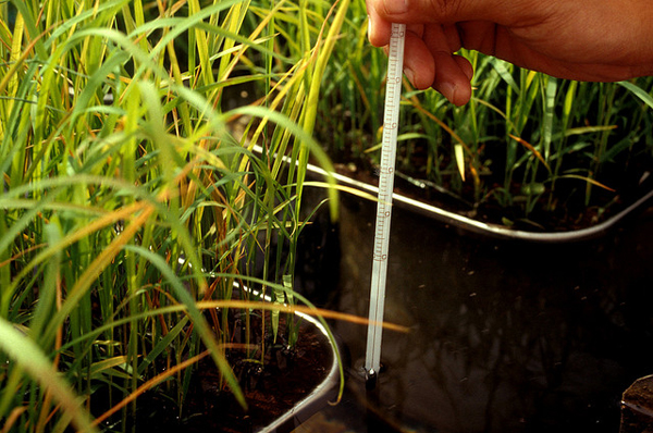 นักวิทยาศาสตร์ฟิลิปปินส์พัฒนาข้าวที่ทนต่อสภาพอากาศที่รุนแรงได้