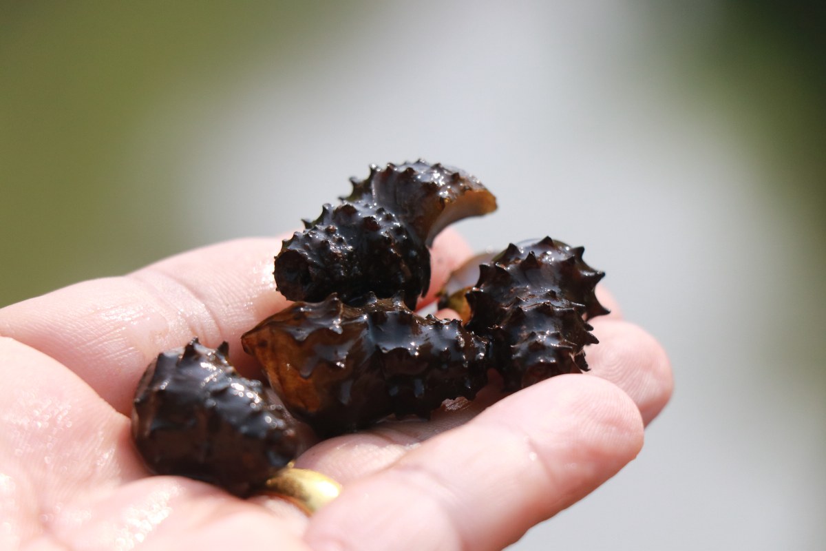 พิษณุโลก! ล่องเรือ เปิดท่องเที่ยวชมแก่งฮอม สามพันโบก พิษณุโลก! ล่องเรือ เปิดท่องเที่ยวชมแก่งฮอม สามพันโบก