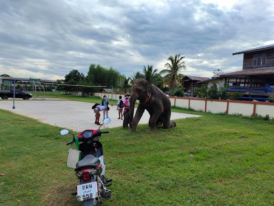 มิติใหม่! เปิดภาพเด็กๆชาวสุรินทร์เล่นใหญ่ขี่ช้างไปเรียน 