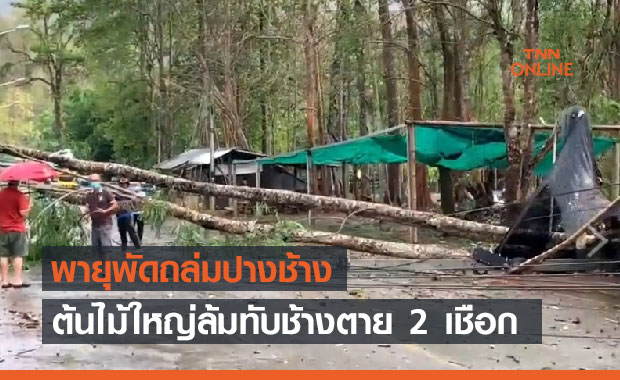 สลด! พายุถล่มตำบลแม่วิน ต้นไม้ล้มทับช้างตาย 2 เชือก