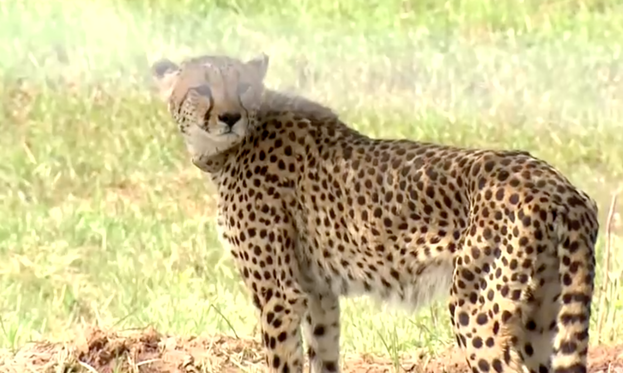 เสือชีตาห์คืนสู่อินเดียหลังสูญพันธุ์ไปนานถึง 70 ปี   