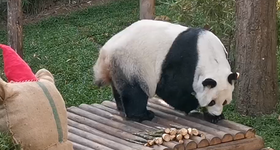 หลินฮุ่ย เสียชีวิต! ทีมสัตวแพทย์เผยคำบอกลาสุดท้ายก่อนจากไป 