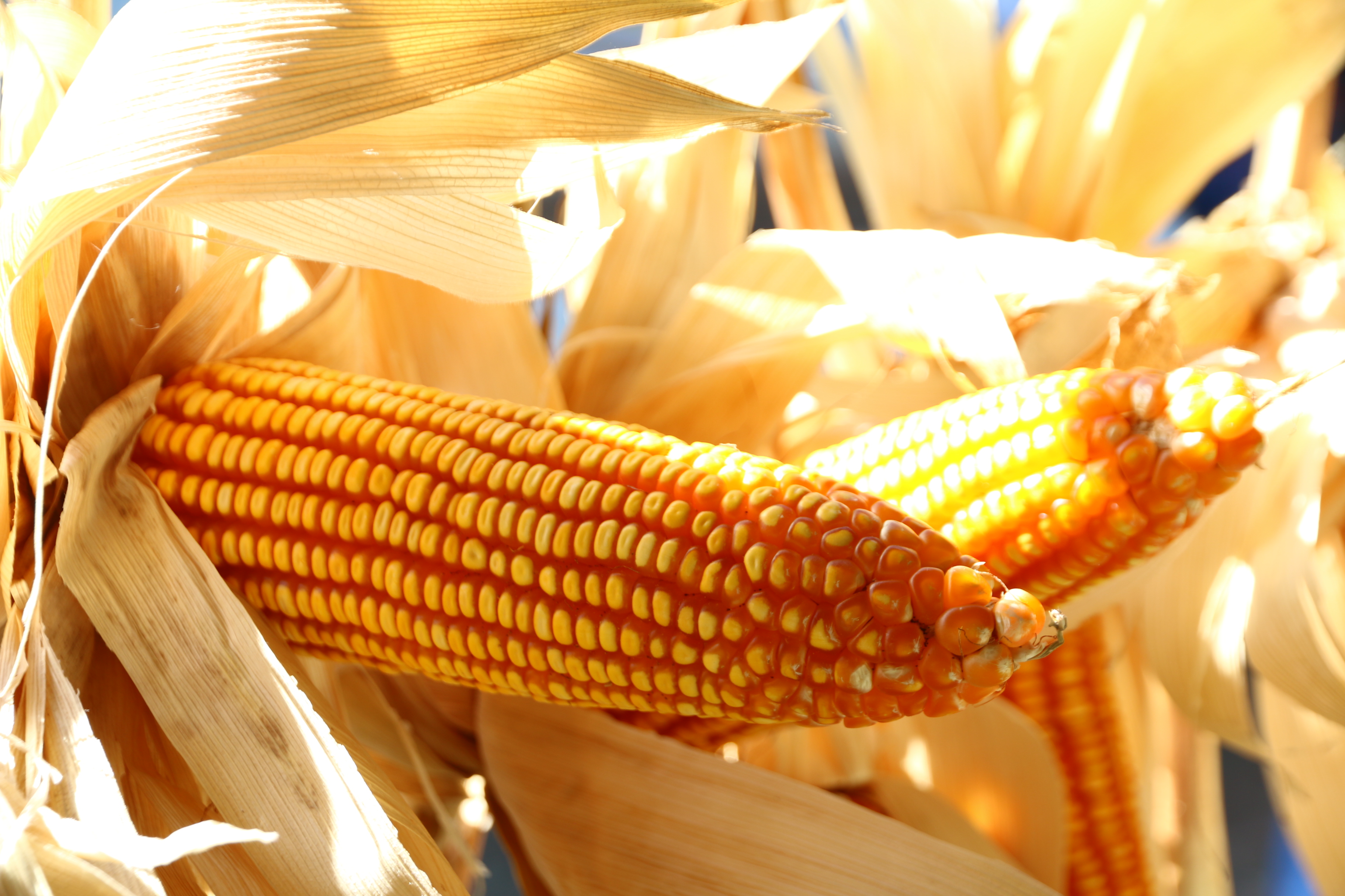 ซีพีเอฟ ร่วมกับคู่ค้าธุรกิจ ส่งเสริมเกษตรกรปลูกข้าวโพดใช้ไถกลบตอซังแทนการเผา ซีพีเอฟ ร่วมกับคู่ค้าธุรกิจ ส่งเสริมเกษตรกรปลูกข้าวโพดใช้ไถกลบตอซังแทนการเผา