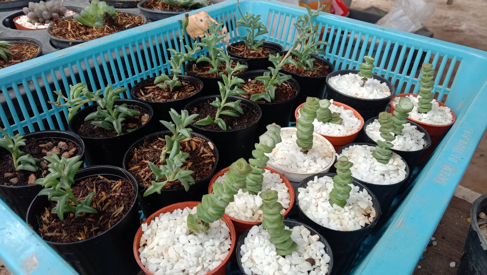 ปลูก กระบองเพชร สร้างรายได้นับหมื่น สาวโคราชเผยเคล็ดลับเลี้ยงแคคตัสให้สวย ปลูก กระบองเพชร สร้างรายได้นับหมื่น สาวโคราชเผยเคล็ดลับเลี้ยงแคคตัสให้สวย