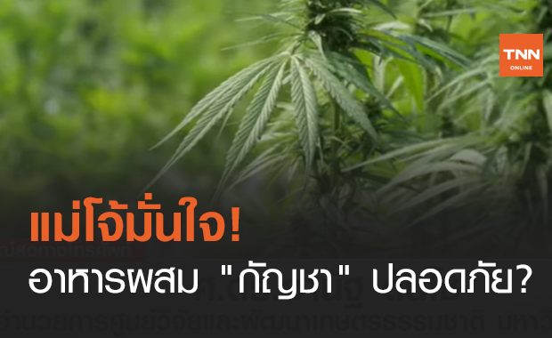 แม่โจ้มั่นใจ! อาหารผสม "กัญชา" ปลอดภัย? (คลิป)