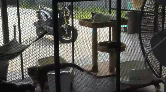 แมวของกลาง ‘กุ๊ก ระยอง ’ซึมเศร้า ไม่ยอมกินอาหาร คาดคิดถึงเจ้าของ แมวของกลาง ‘กุ๊ก ระยอง ’ซึมเศร้า ไม่ยอมกินอาหาร คาดคิดถึงเจ้าของ