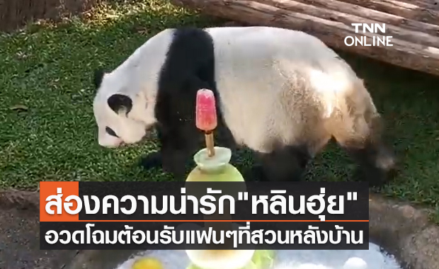 ชมความน่ารัก! สวนสัตว์เชียงใหม่พา "หลินฮุ่ย" รับลมหนาวสวนหลังบ้าน