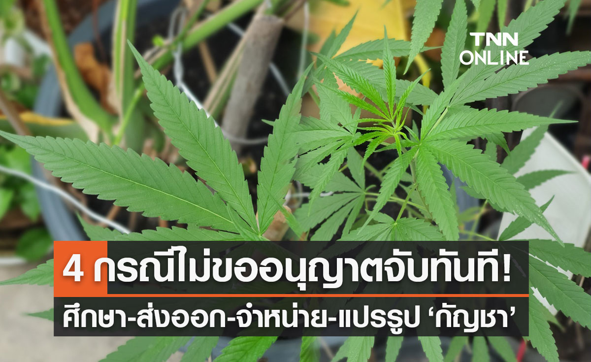 กฎหมาย "กัญชา" ต้องรู้! 4 กรณีไม่ขออนุญาต ตำรวจจับกุมได้ทันที