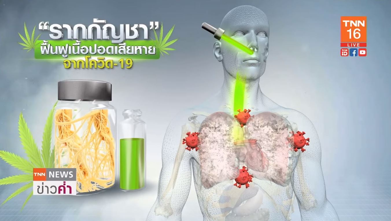 ผลวิจัยพบ รากกัญชา ช่วยฟื้นฟูเนื้อปอดพังจากโรคโควิด-19 ได้