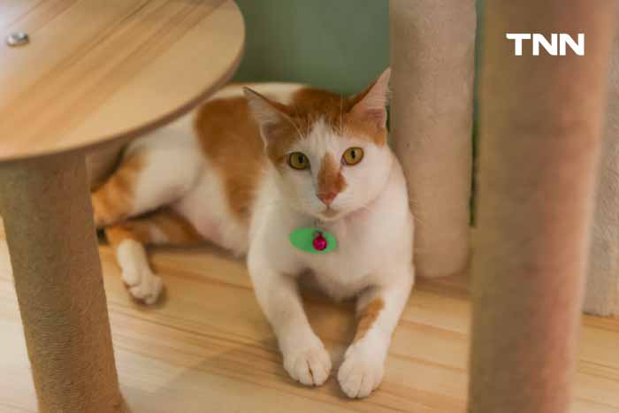 กทม.ชวนหาบ้านให้น้องแมว พบป่ะคนรักสัตว์ในงาน BKK EXPO 2024 กทม.ชวนหาบ้านให้น้องแมว พบป่ะคนรักสัตว์ในงาน BKK EXPO 2024