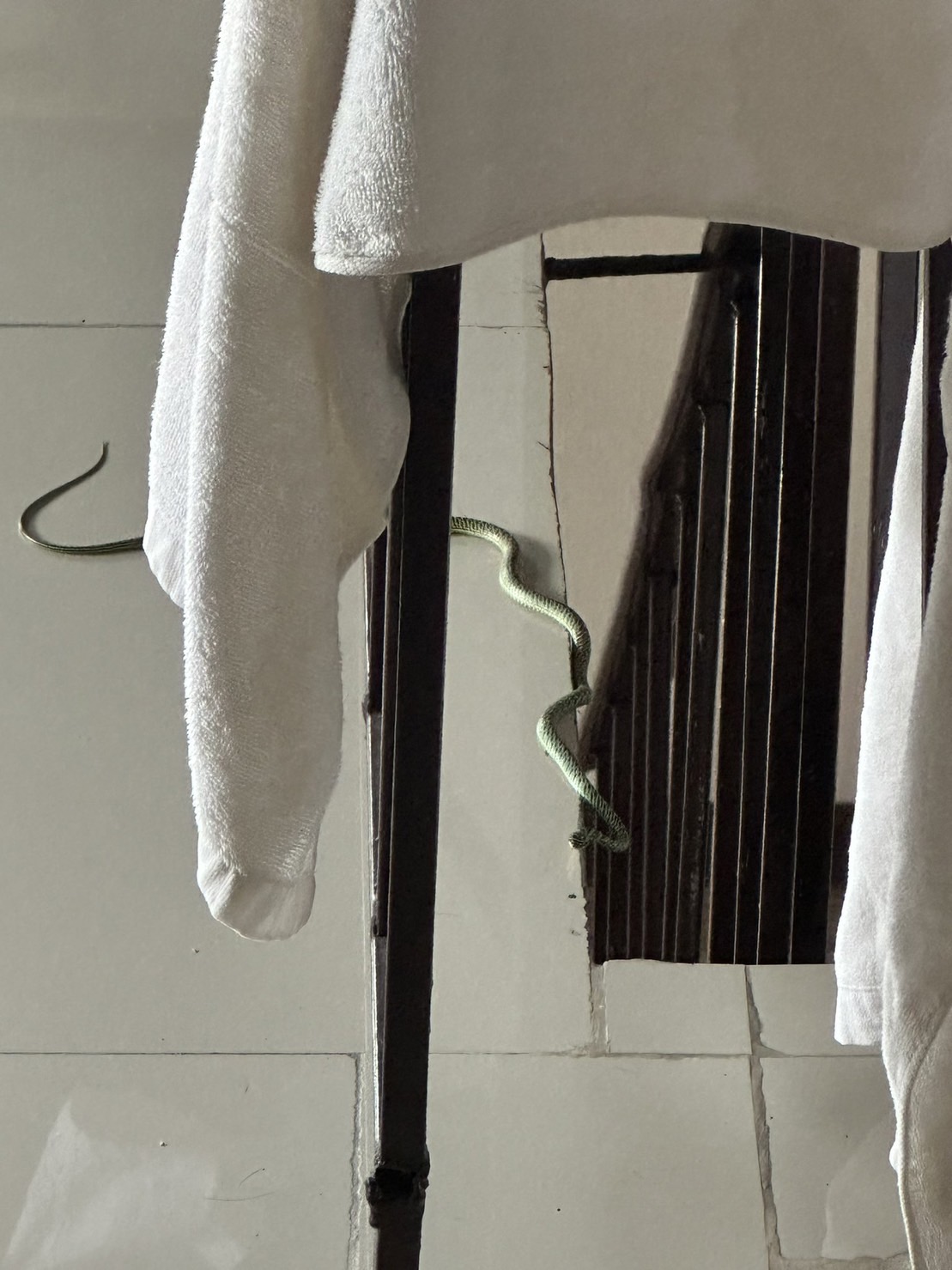 เอ๊ะนี่มันงูอะไร!? มาร์ค ภาคิน เจองูเลื้อยเข้าบ้าน จนต้องขอคำปรึกษาจากว่าที่สัตวแพทย์ชื่อดัง เอ๊ะนี่มันงูอะไร!? มาร์ค ภาคิน เจองูเลื้อยเข้าบ้าน จนต้องขอคำปรึกษาจากว่าที่สัตวแพทย์ชื่อดัง