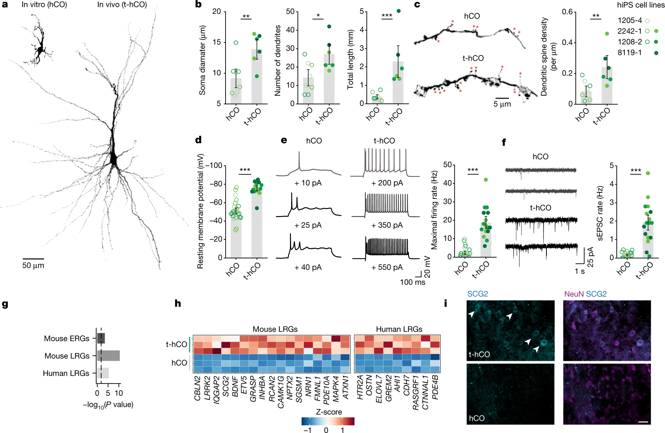 สำเร็จแล้ว ! นักวิทย์ปลูกถ่ายเนื้อเยื่อสมองมนุษย์ในหนูทดลอง สำเร็จแล้ว ! นักวิทย์ปลูกถ่ายเนื้อเยื่อสมองมนุษย์ในหนูทดลอง
